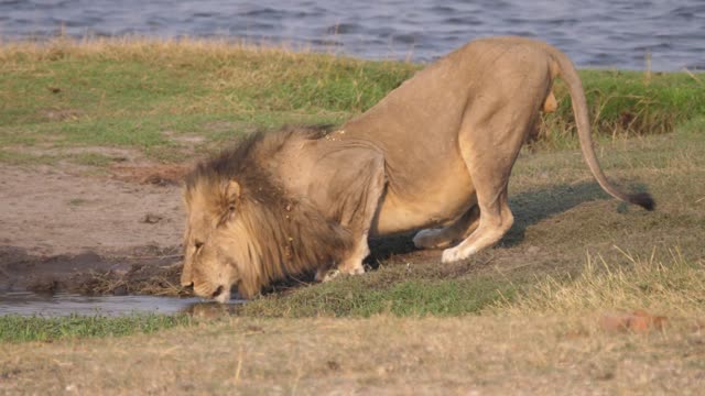 Male Lion Resting In Grass