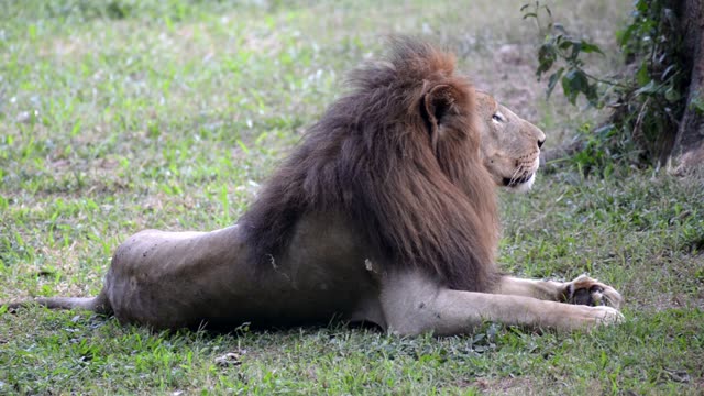 Male Lion Resting In Grass