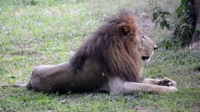 Male Lion Resting In Grass