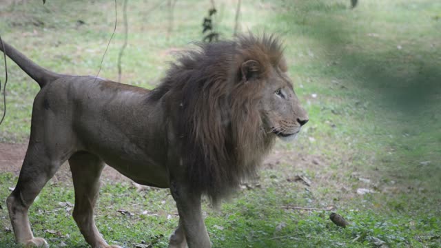 Male Lion Drinking At Waterhole