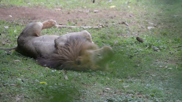 Male Lion Resting In Grass