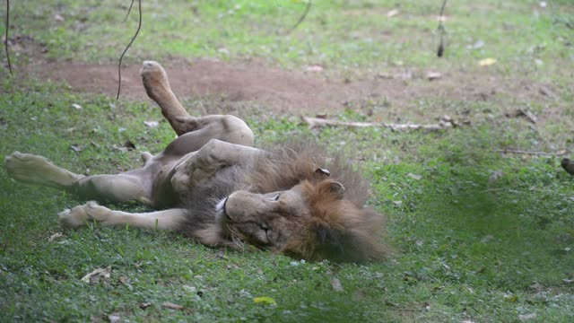 Male Lion Drinking At Waterhole