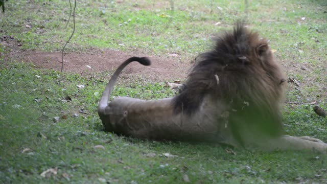 Male Lion Resting In Grass