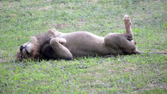 Male Lion Drinking At Waterhole