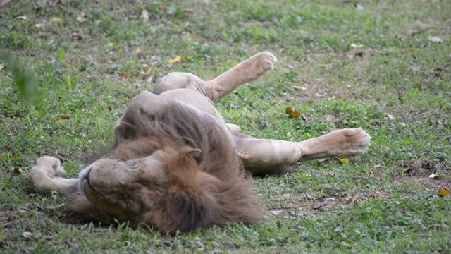 Male Lion Resting In Grass