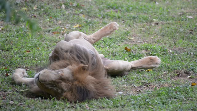 Male Lion Drinking At Waterhole