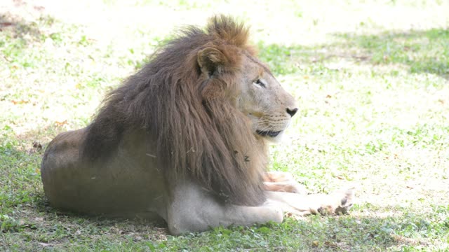 Male Lion Resting In Grass