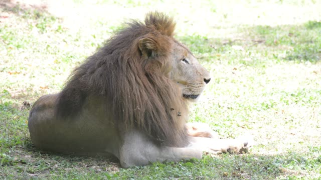 Male Lion Drinking At Waterhole