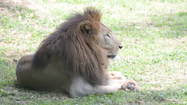 Male Lion Resting In Grass