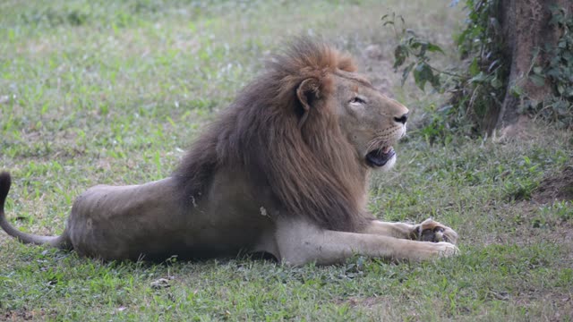 Male Lion Drinking At Waterhole