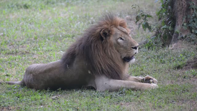 Male Lion Resting In Grass