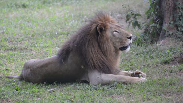 Male Lion Drinking At Waterhole