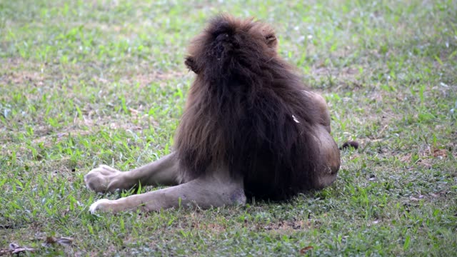 Male Lion Resting In Grass