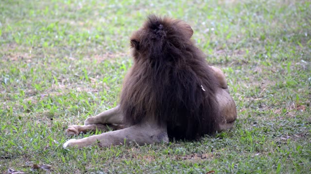 Male Lion Drinking At Waterhole