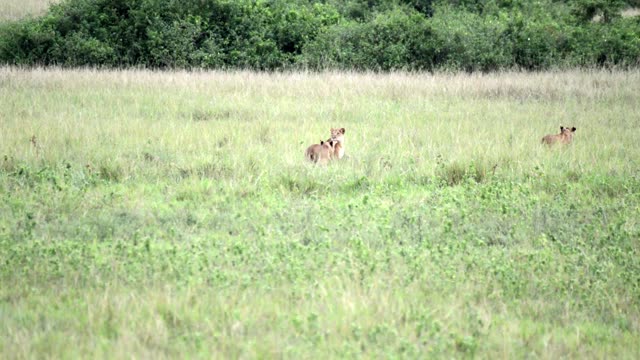 Lionesses Standing In Wide Grassland