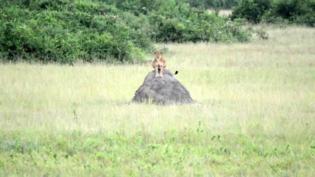 Lioness Sitting On Termite Mound