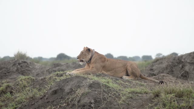 Collared Lioness Resting On Ridge
