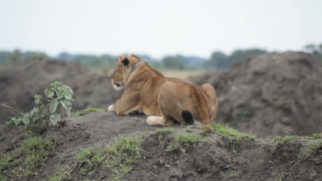 Lioness Settling Down On Mound