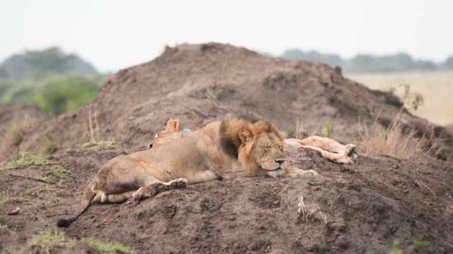Male Lion Sleeping On Earth Mound