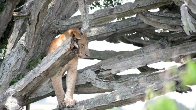 Lion Climbing Among Grey Branches