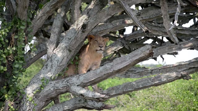Young Lion Watching From Tree