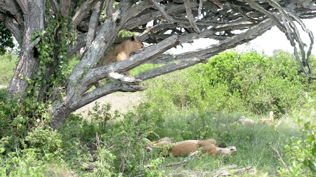 Lion In Tree Above Sleeping Pride