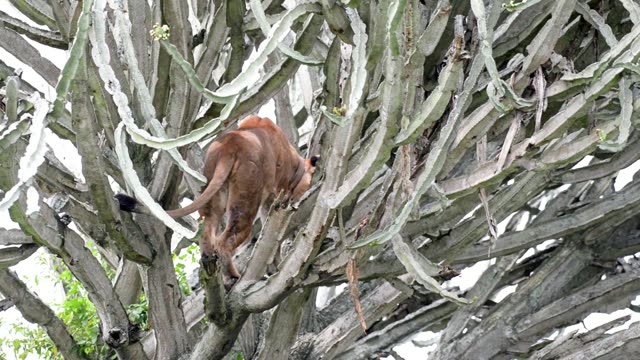Lion Climbing Down Cactus Tree