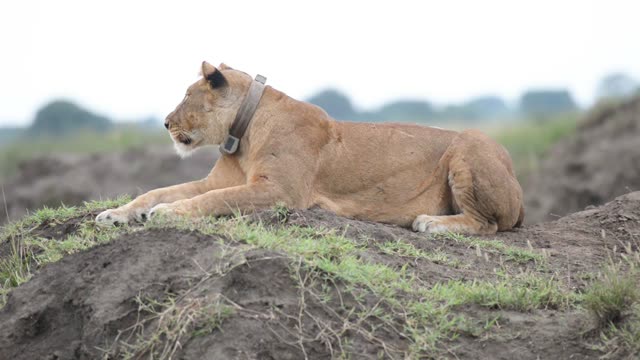 Collared Lioness Lying On Ridge