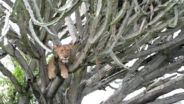 Lioness Dozing In Cactus Tree