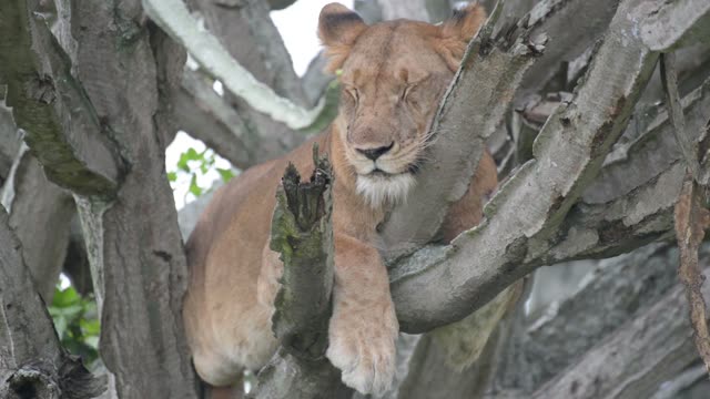 Lion Face Resting On Branch