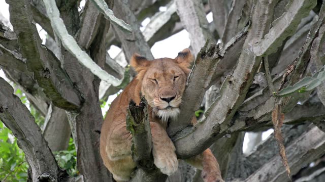 Lioness Asleep In Tree Fork