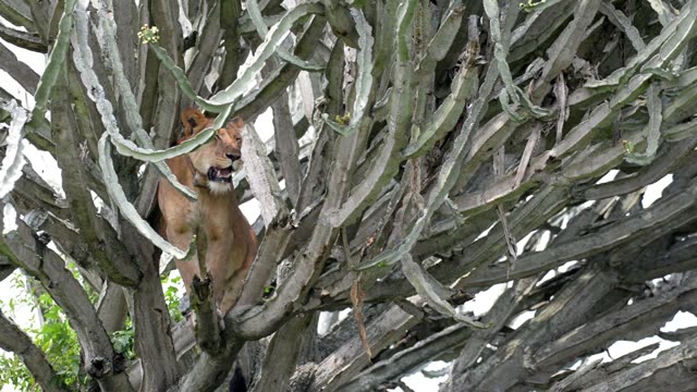Lioness Perched In Euphorbia Tree