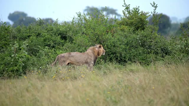 Male Lion Walking Along Bush Line
