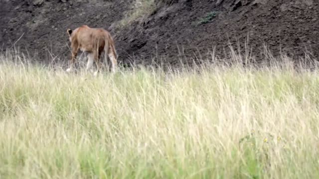 Lioness Walking Below Dark Bank