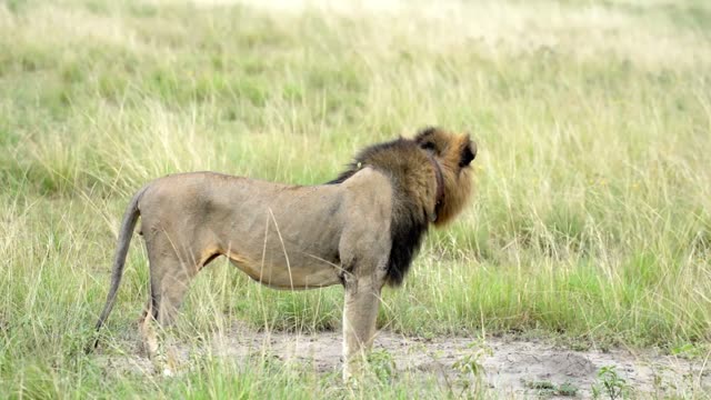 Male Lion Turning In Long Grass