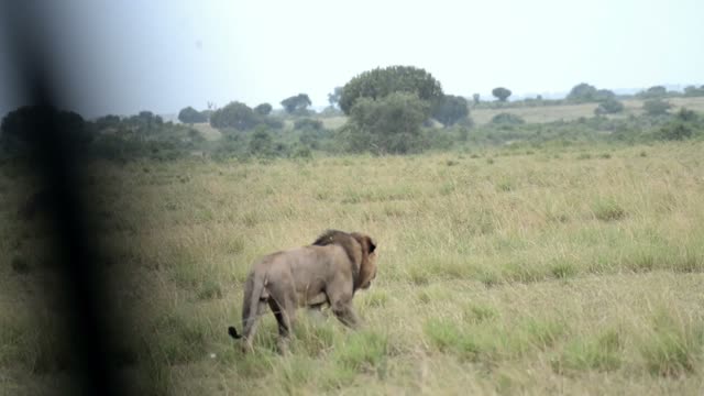 Lion Walking Across Open Plain