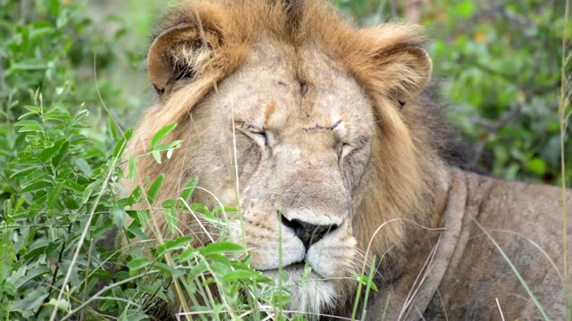 Sleeping Lion Face Close View