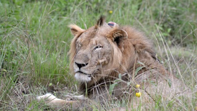 Scarred Male Lion Resting Grass