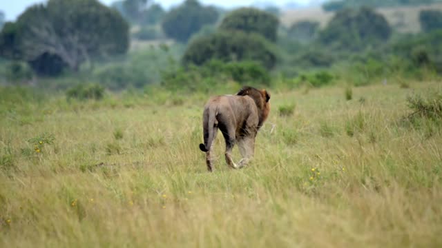 Male Lion Walking Into Distance
