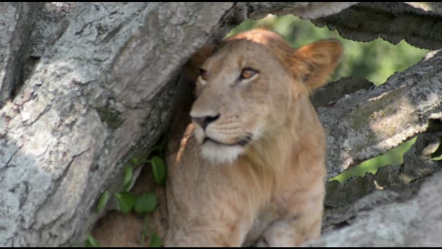 Young Lion Face Between Branches