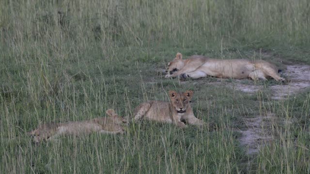 Lioness Resting On Ground