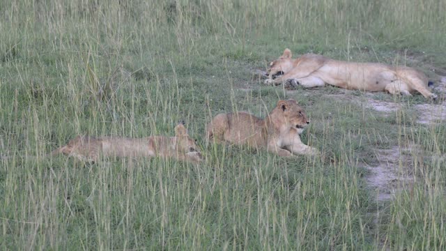 Lioness Resting On Ground