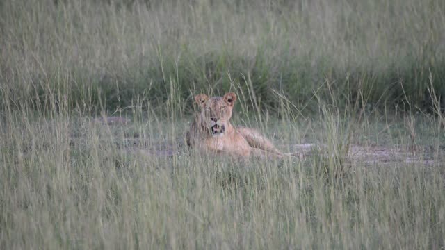 Lioness Resting On Ground