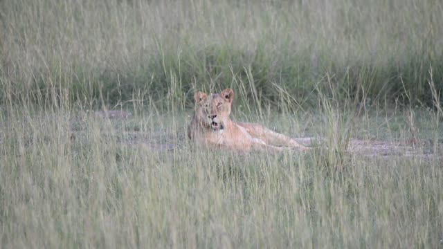 Lioness Resting On Ground