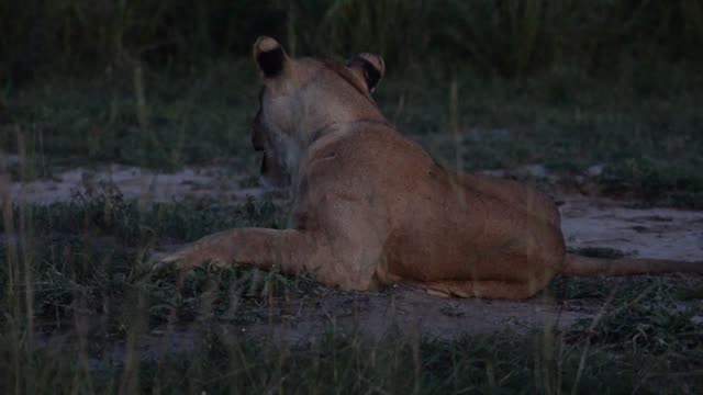 Lioness Resting In Grass