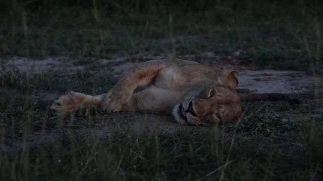 Lion Pride Resting Together