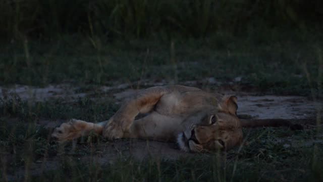Lioness Resting In Grass