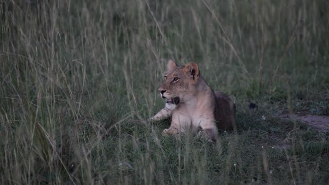 Lion Pride Resting Together
