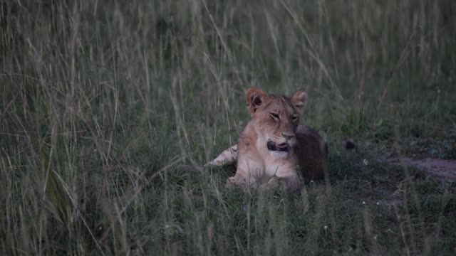 Lion Pride Resting Together
