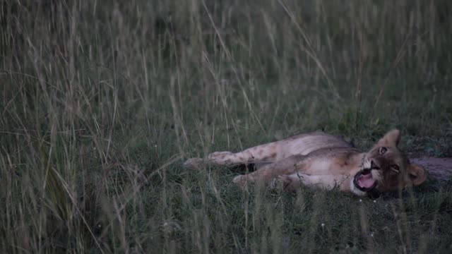 Lioness Resting In Grass